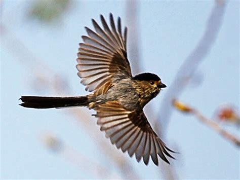 夢到鳥飛到身上